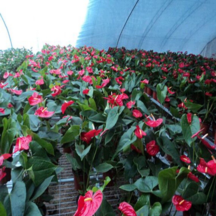 綠化花卉與豆類種植 昆明湯池杜文亞花卉種植園的多樣經(jīng)營