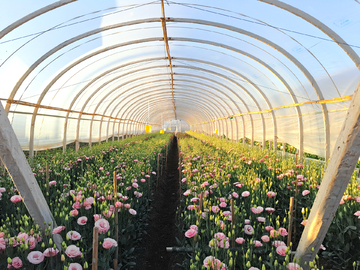 洋桔梗與蔬菜種植 技術(shù)與要點(diǎn)