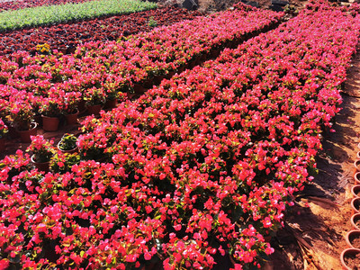 海南花卉種植園 熱帶風(fēng)情的花卉產(chǎn)業(yè)
