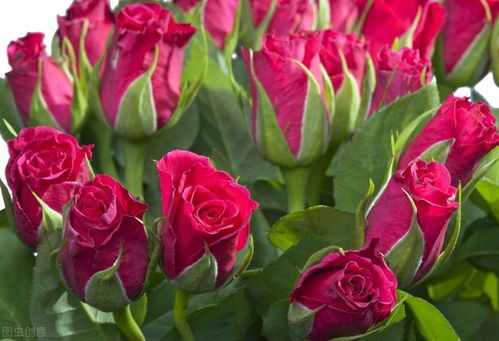 全民擺攤時(shí)代 蔬菜種植與七種熱銷商品解析