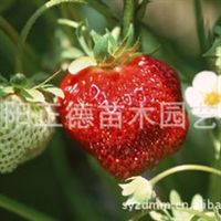 花卉種植與江蘇沭陽正德苗木園藝場的專業(yè)供應(yīng)