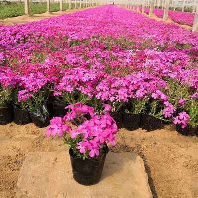 芝櫻花觀賞與種植基地全攻略 行情、價(jià)格與蔬菜種植結(jié)合之道