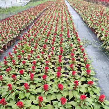 時(shí)令草花種植指南 綻放四季之美